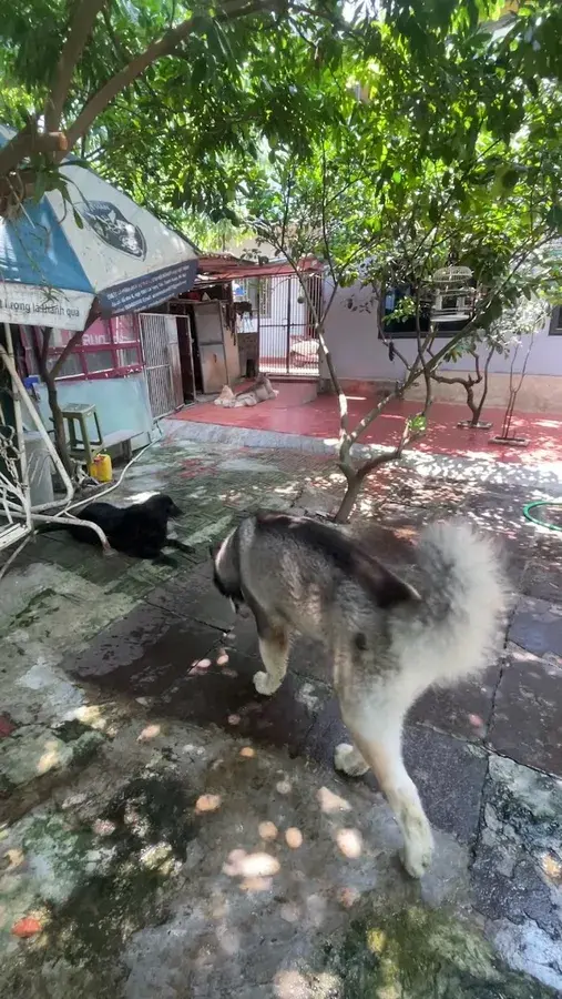 Hình ảnh Anh Dũng Âu Cơ Kennel (nhận trông giữ chó, mèo)