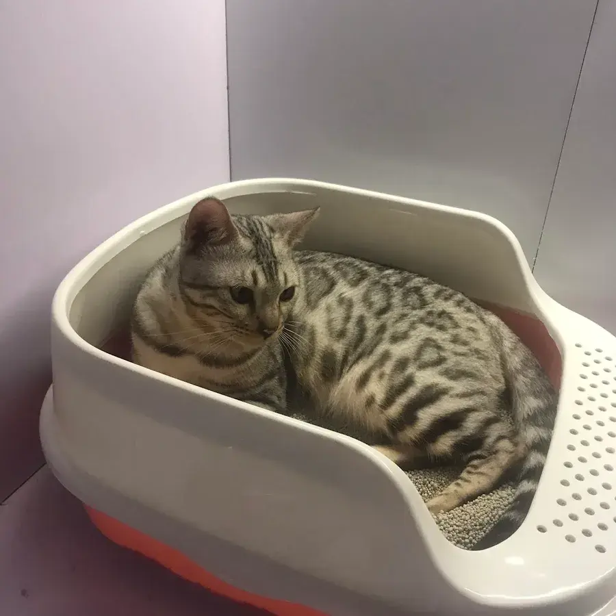 Hình ảnh Bệnh Viện Thú Y