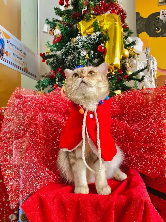 Hình ảnh Bệnh Viện Thú Y 2Vet Cầu Giấy