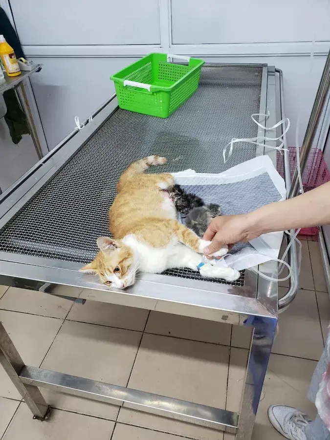 Hình ảnh Bệnh viện thú y 4PET