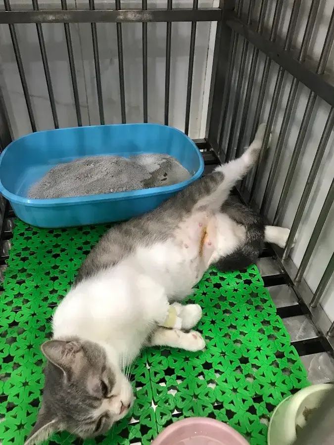 Hình ảnh Bệnh viện Thú Y AniPet