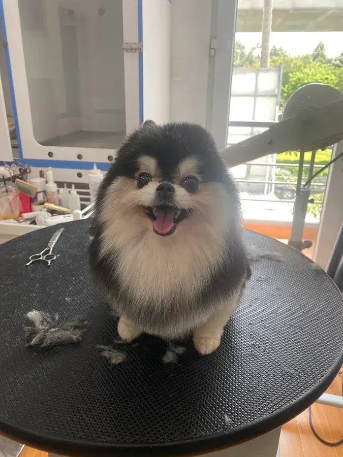 Hình ảnh Bệnh viện thú y Asia Pet Hospital - Thảo Điền (Emergency & Surgery)