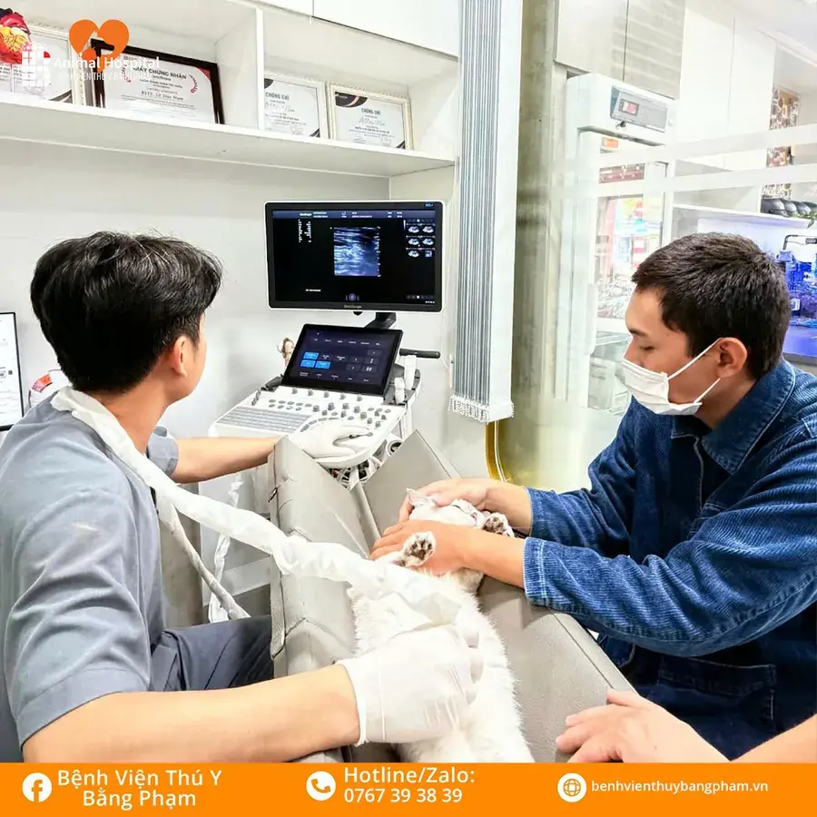 Hình ảnh Bệnh Viện Thú Y Bằng Phạm - Thú Y Bình Dương