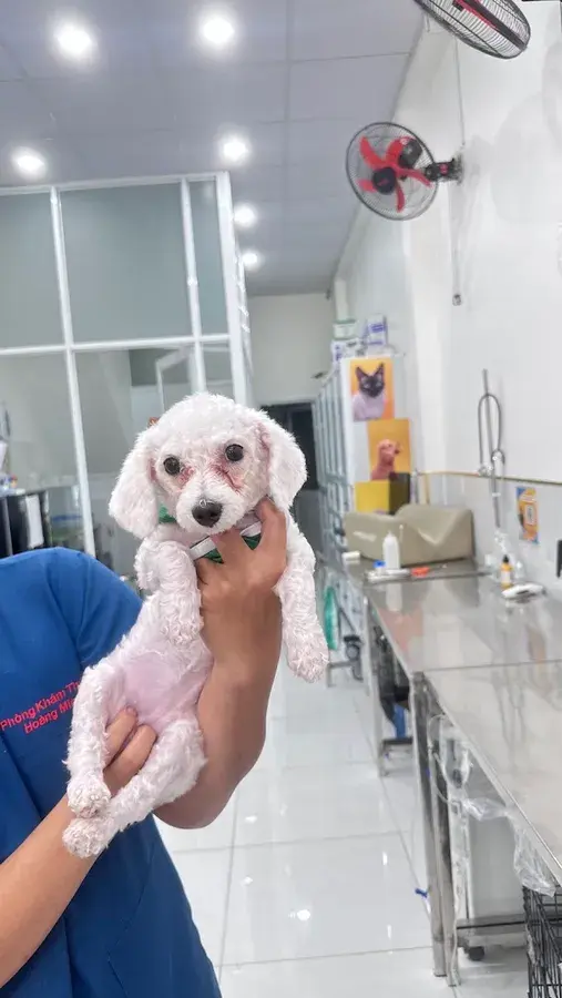 Hình ảnh Bệnh Viện Thú Y Hoàng Minh - Cơ Sở Gò Vấp