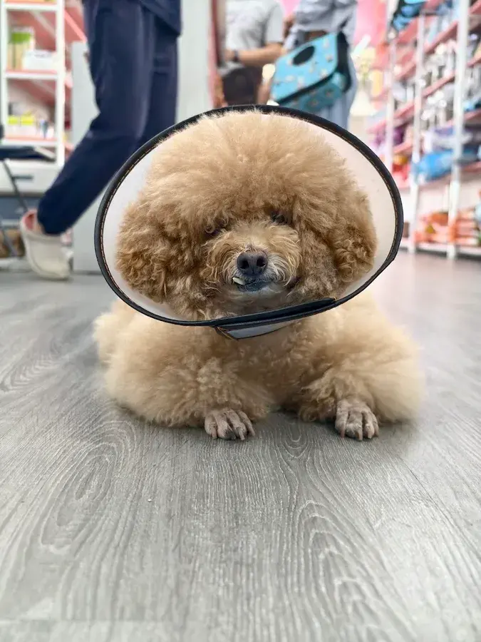 Hình ảnh Bệnh Viện Thú Y Lê Sơn