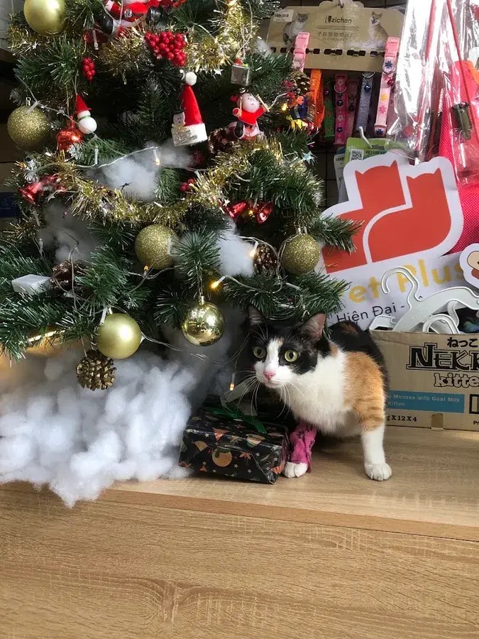 Hình ảnh Bệnh Viện Thú Y Pet Plus - Tô Ký