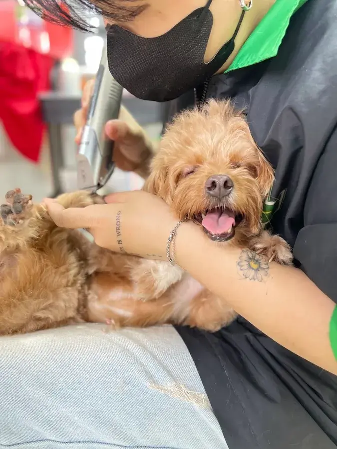 Hình ảnh Bệnh Viện Thú Y PetCare 1 (PetCare Veterinary Hospital)