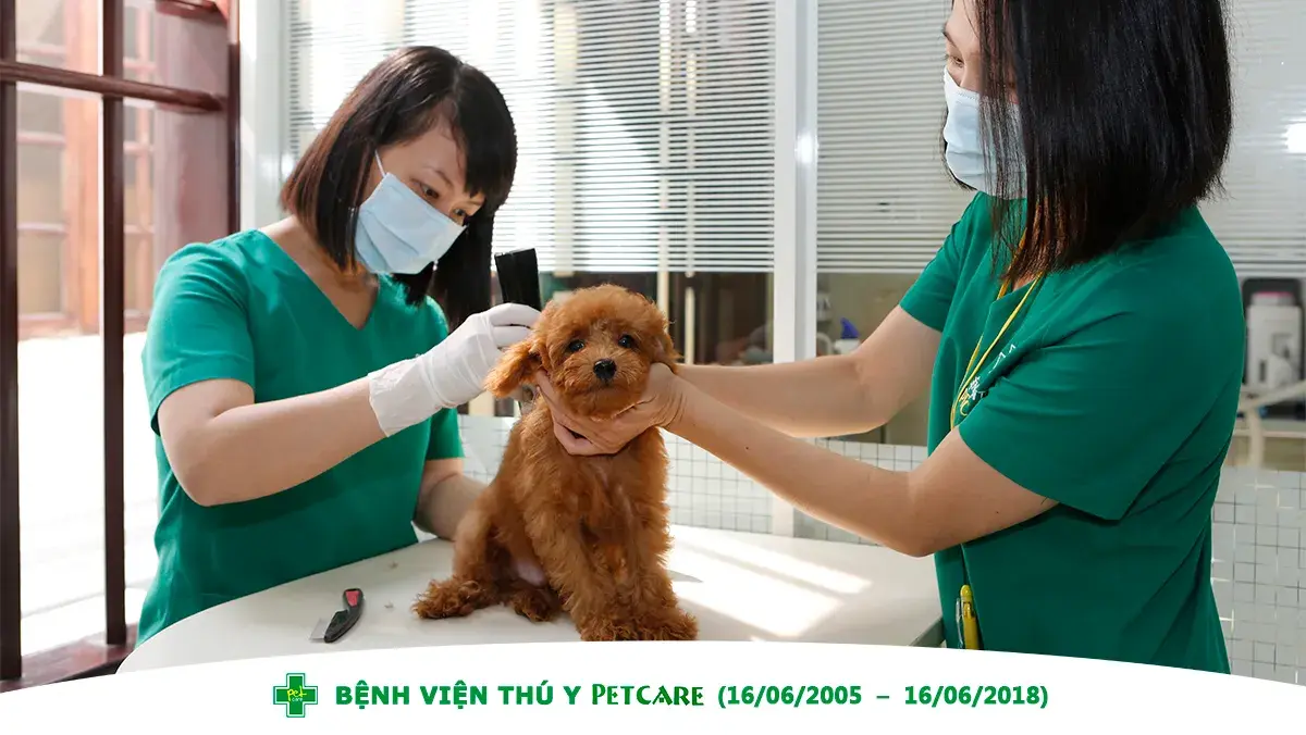 Hình ảnh Bệnh viện Thú y PetCare Tân Hưng (PetCare Veterinary Hospital) - Có Bác Sĩ Khám Tại Nhà