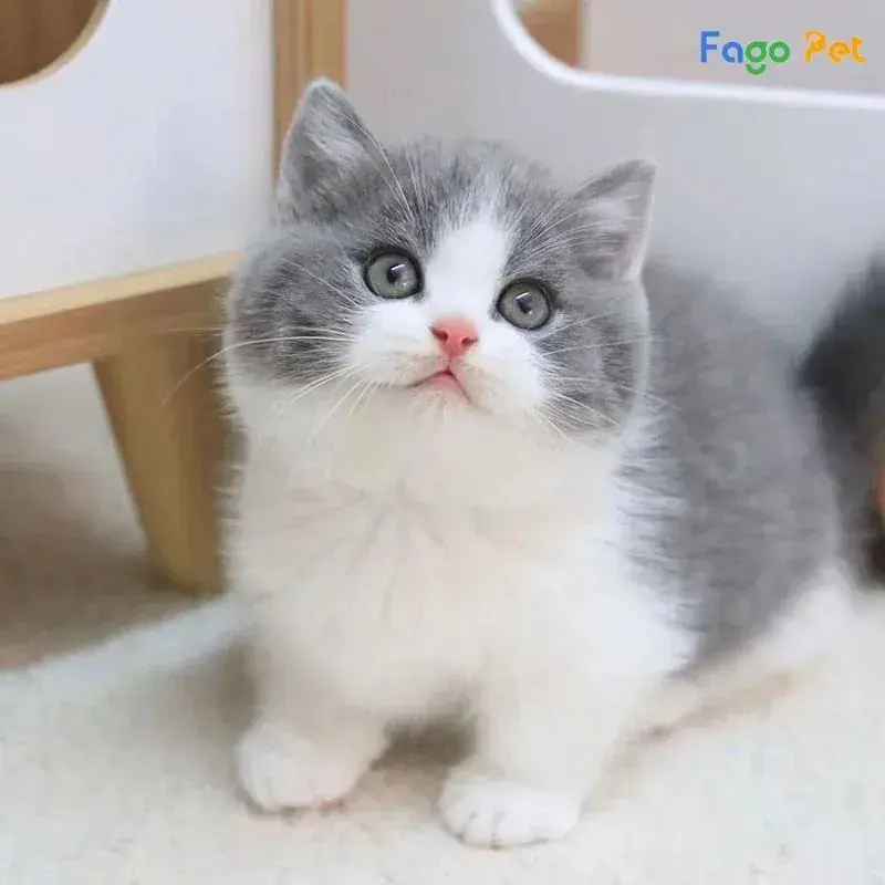 Hình ảnh Bệnh viện Thú y PetHealth Ba Đình