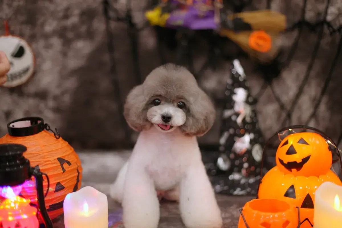 Hình ảnh Bệnh viện thú y PetLife 2