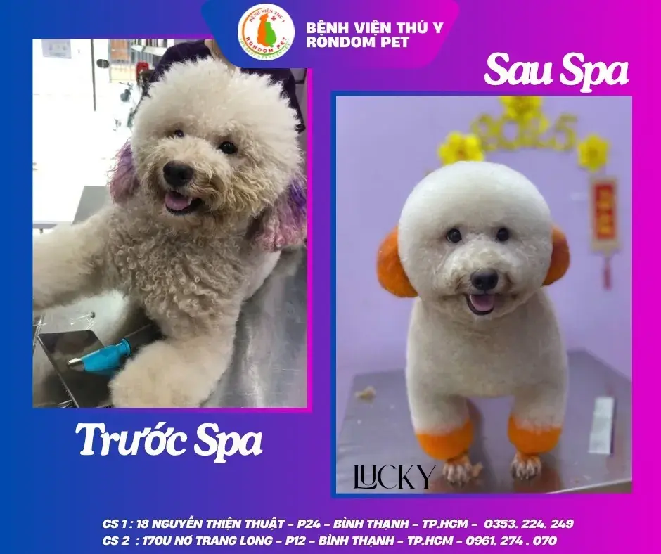 Hình ảnh BỆNH VIỆN THÚ Y RONDOM PET