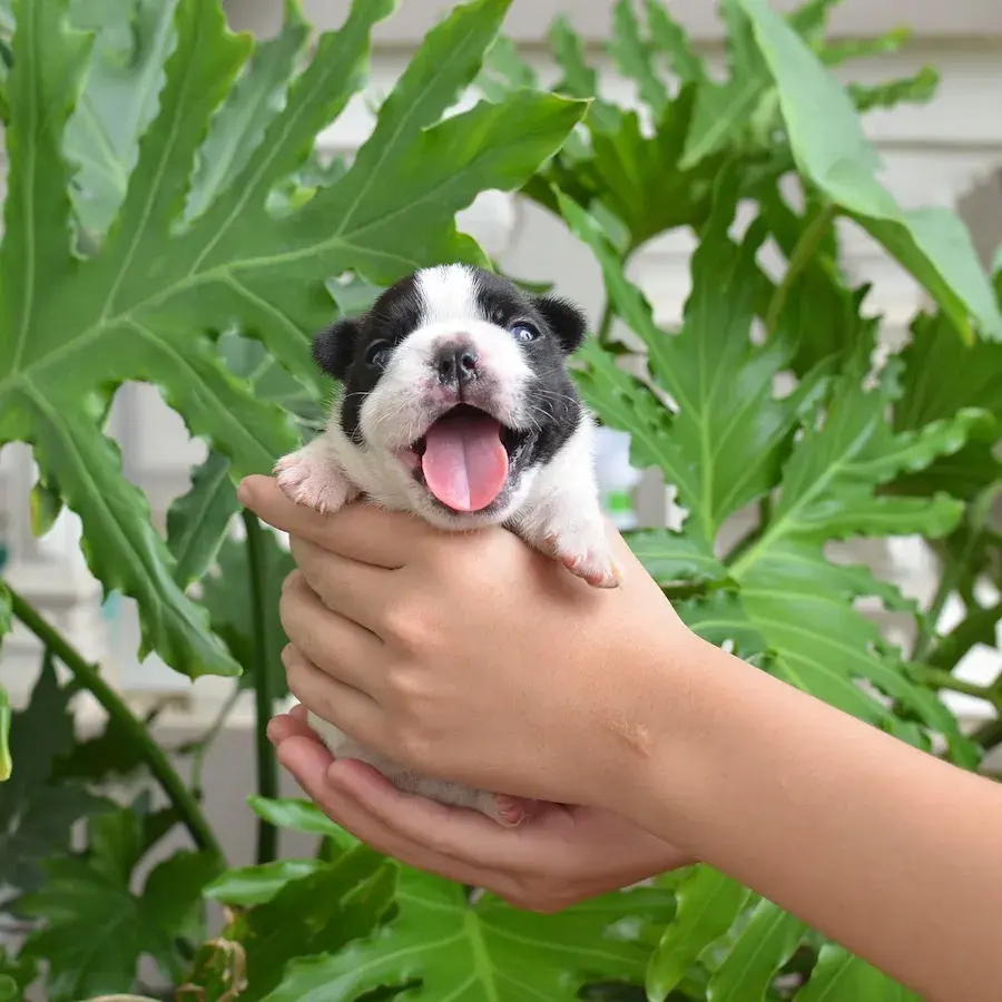 Hình ảnh Bon's Pet Farm