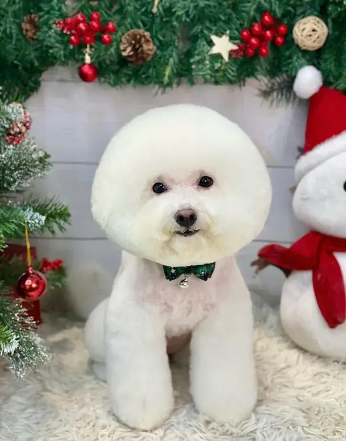 Hình ảnh Boo Pet's HN