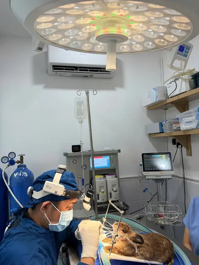 Hình ảnh Danny Pet Hospital - Bệnh Viện Thú Y