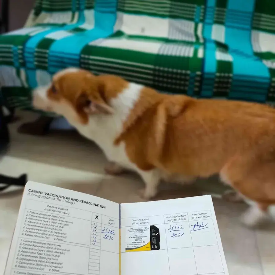 Hình ảnh Dịch Vụ Chăm Sóc Tận Nhà - Thú Y Vet Shop PetAha