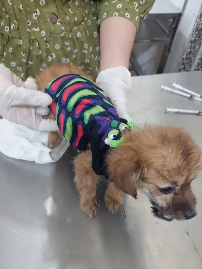 Hình ảnh Đông Thạnh Pet - Dịch vụ thú y Hóc môn- Grooming- Petshop