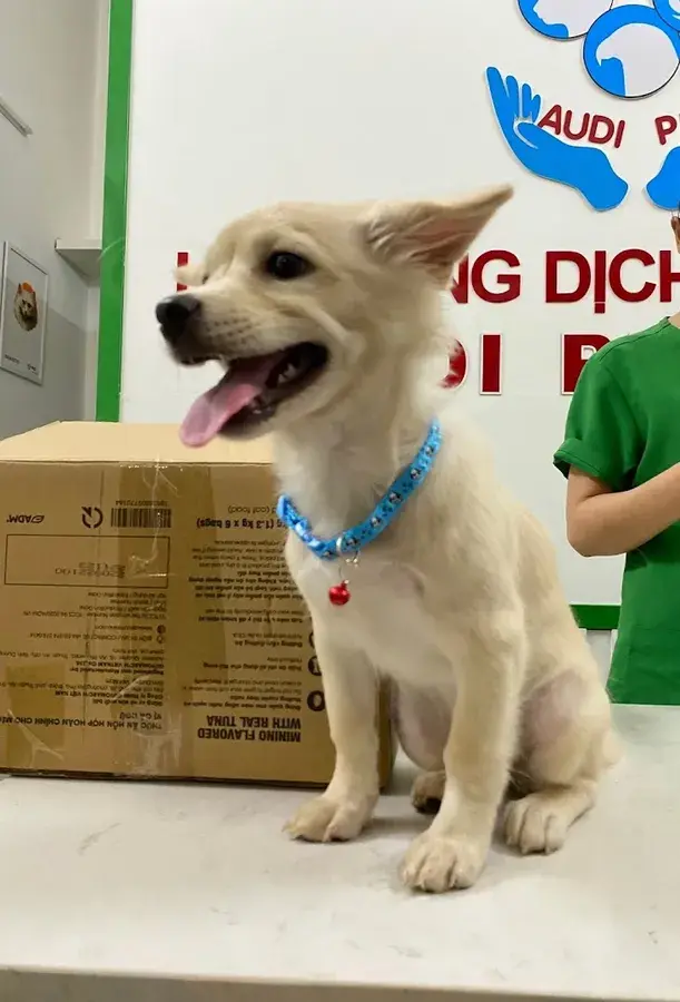 Hình ảnh Hệ Thống Dịch Vụ Thú Y - AUDI PET - Chi nhánh Diệp Minh Châu