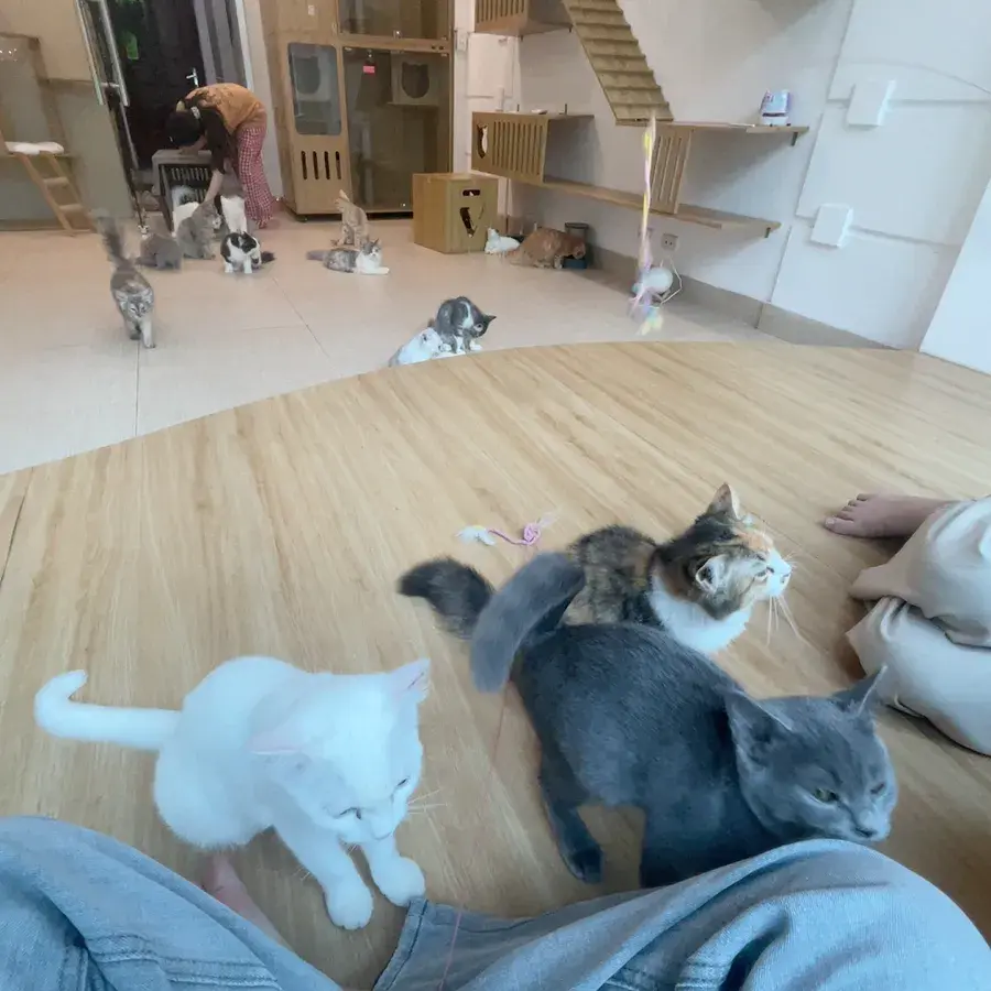 Hình ảnh ipet cửa hàng thú cưng petshop
