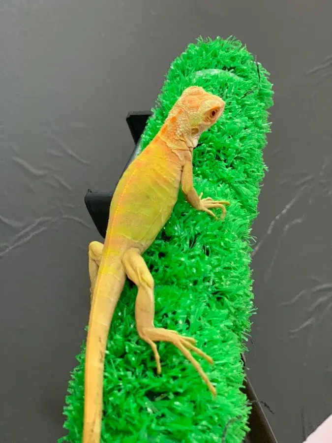 Hình ảnh K Pet Store