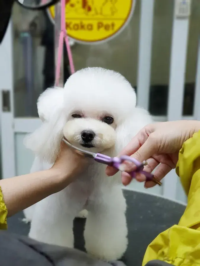 Hình ảnh Kaka Pet