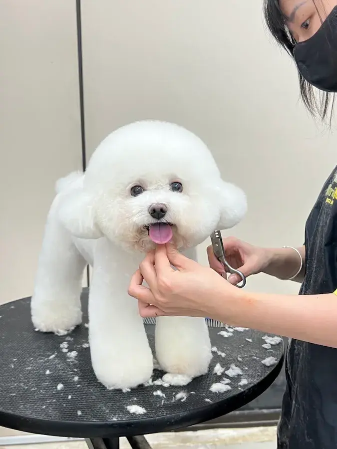 Hình ảnh Kimi Pet Grooming & Hotel - Spa Thú Cưng Ba Đình - Hà Nội