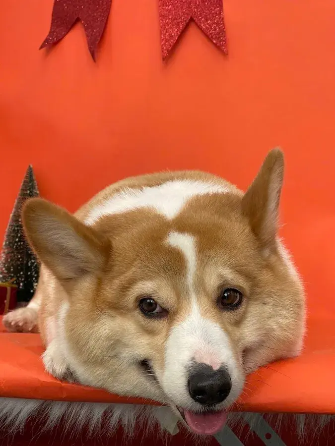 Hình ảnh LanLan Pet