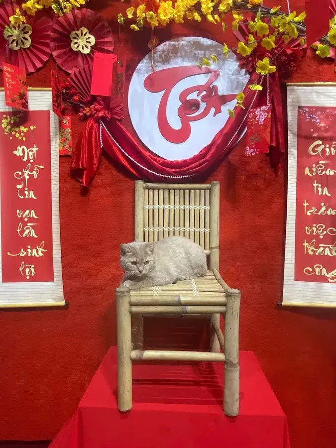 Hình ảnh MELODY PET - BỆNH VIỆN THÚ Y SÀI GÒN