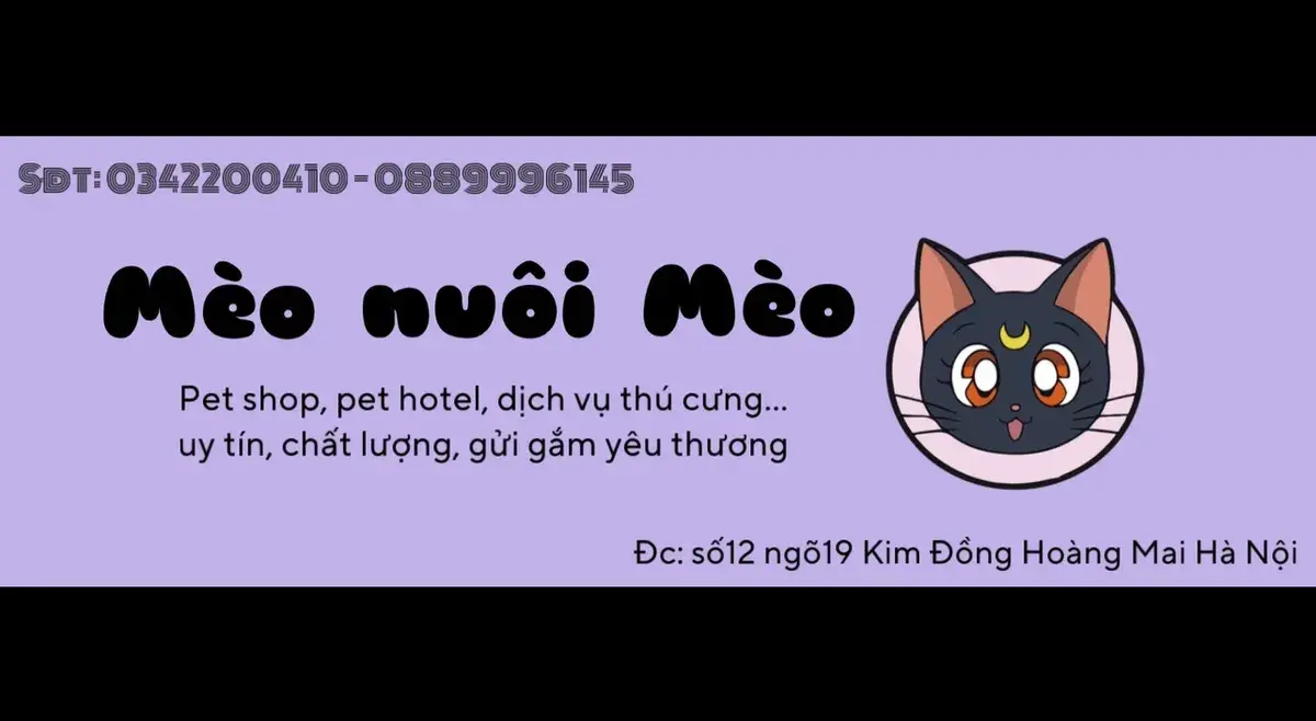 Hình ảnh Mèo Nuôi Mèo Petshop
