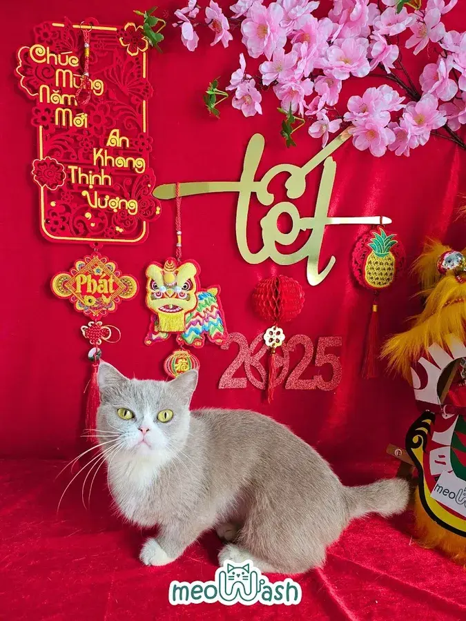 Hình ảnh meoWash - Tiệm chuyên giặt mèo