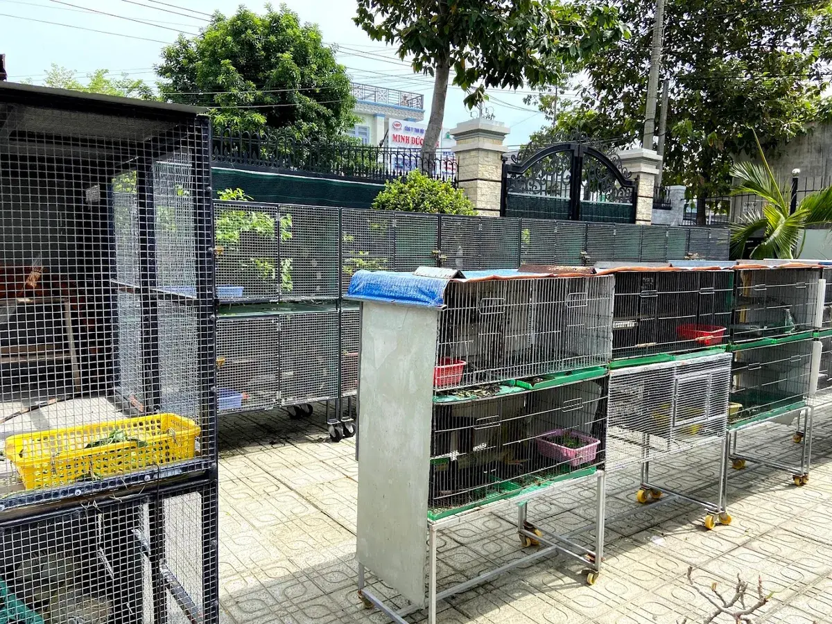 Hình ảnh Mew Pet Shop - Cửa Hàng Rồng Nam Mỹ Nhập Khẩu