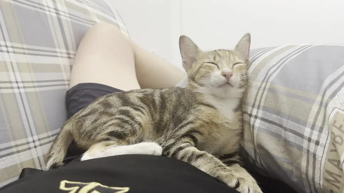 Hình ảnh Midian Pet Care