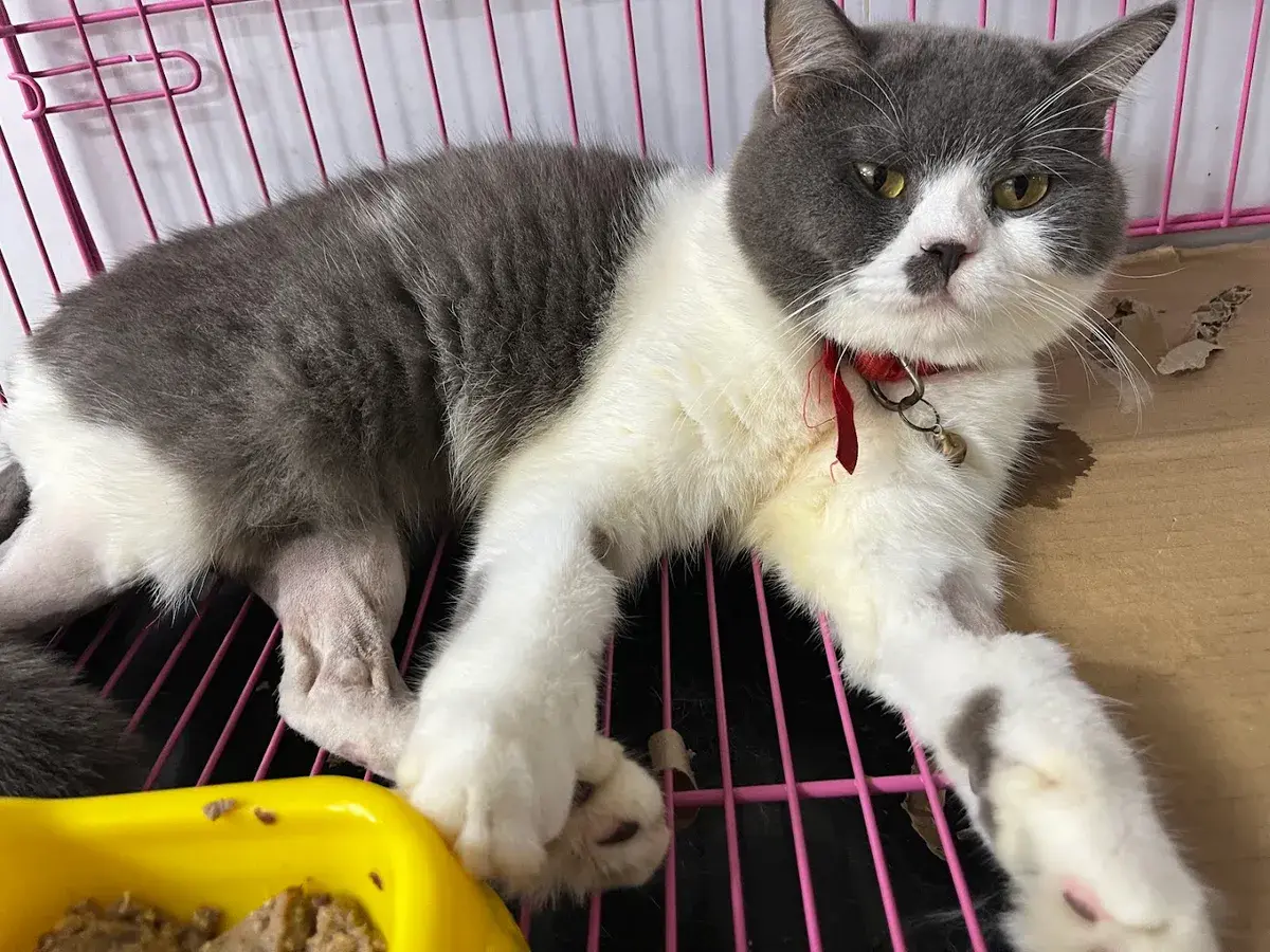 Hình ảnh Molly Pet shop