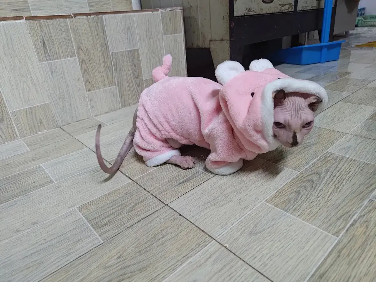 Hình ảnh NaNa petshome