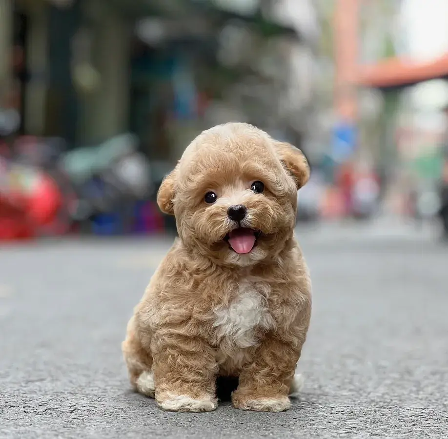 Hình ảnh Nâu Pet Home