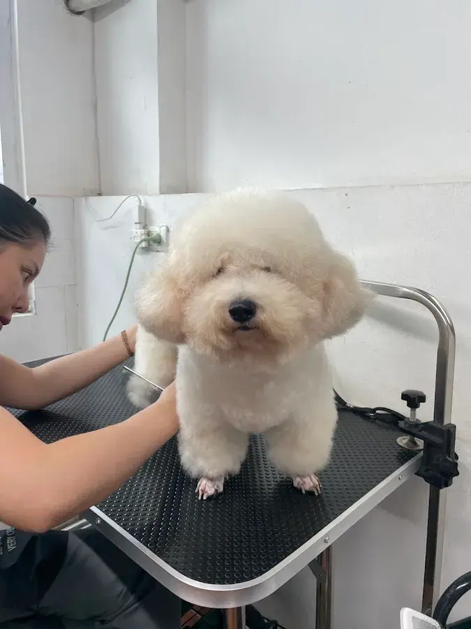 Hình ảnh PET TÈ LÈ NHÈ