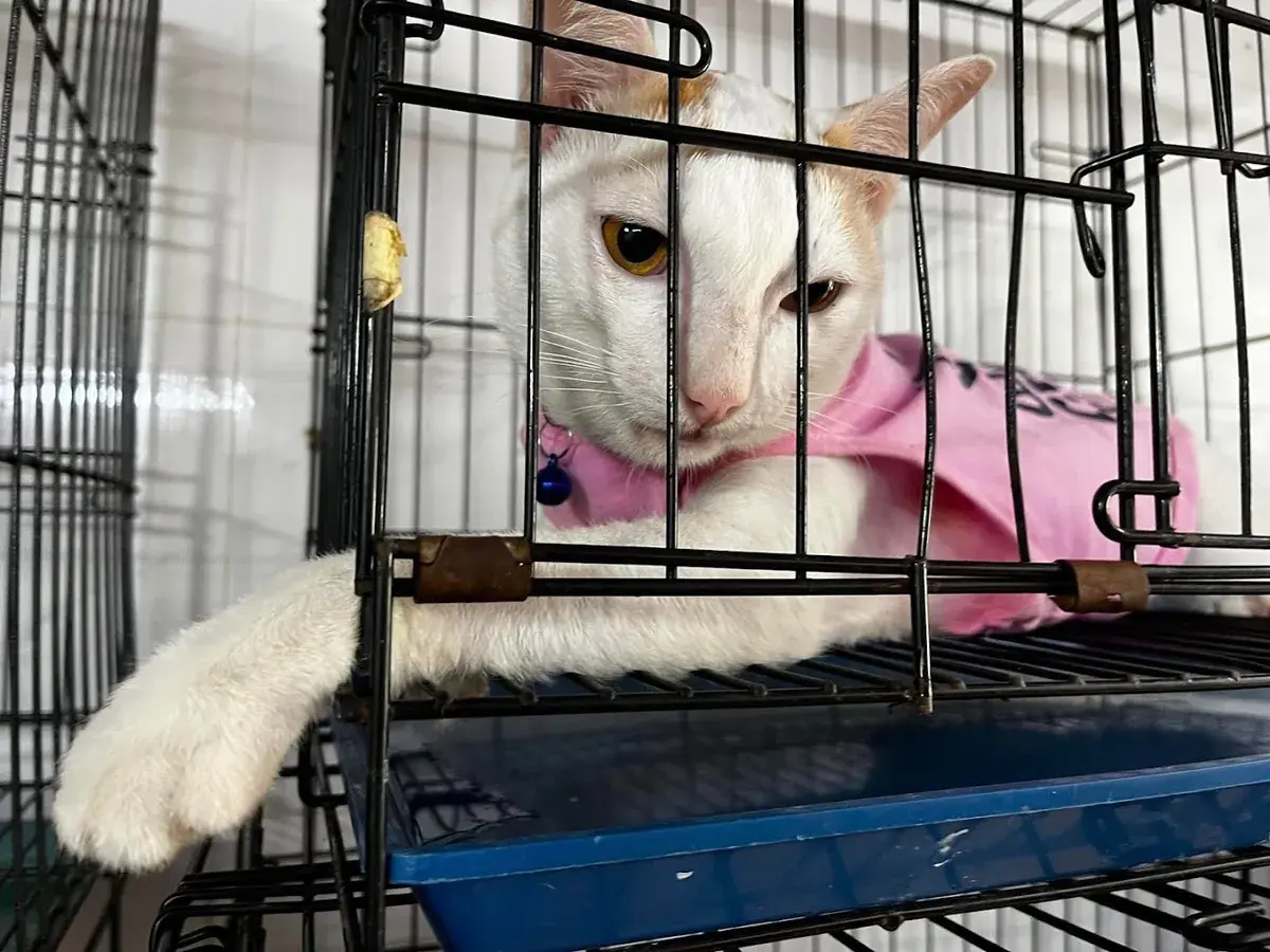 Hình ảnh PET WORLD CN1 - THÚ Y THỦ ĐỨC