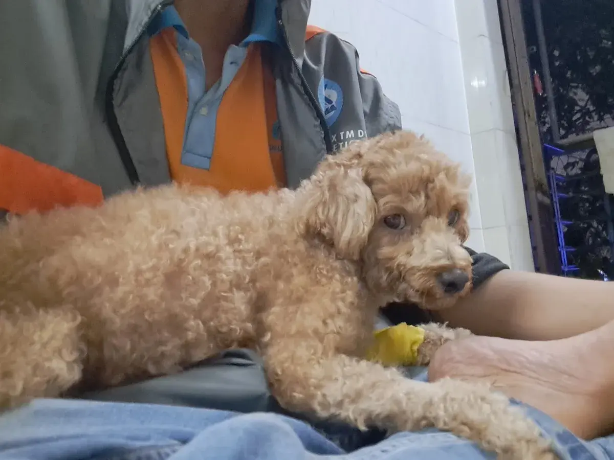 Hình ảnh Pet Zone Bình Đông - Phòng khám thú y