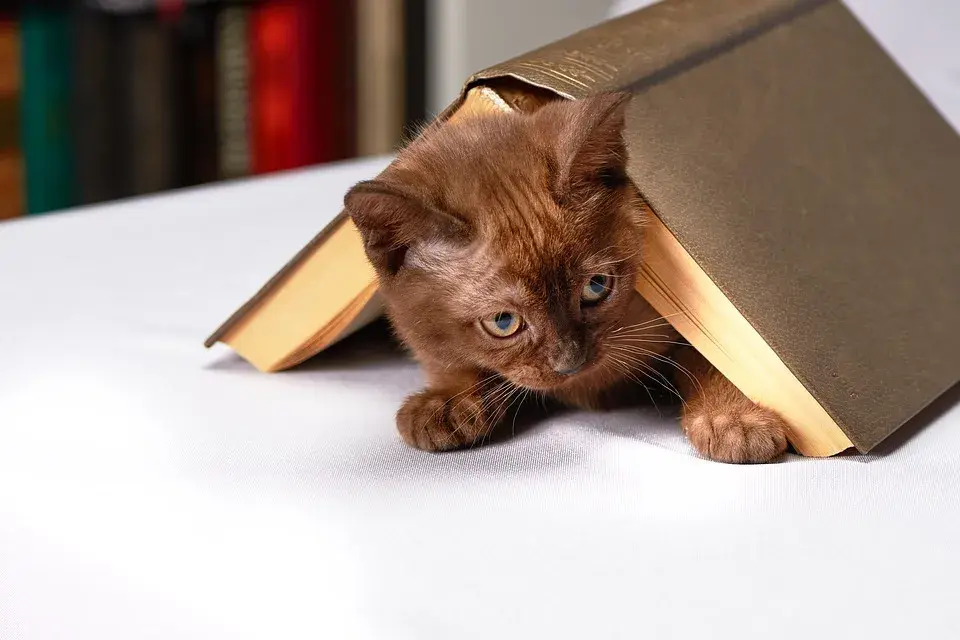 Hình ảnh PETS CFF