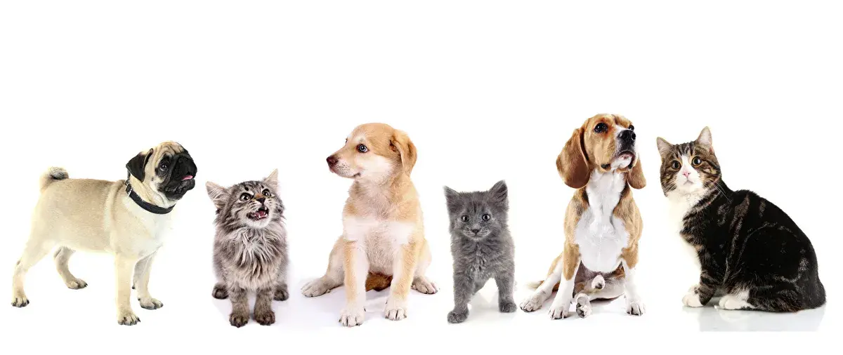 Hình ảnh PETSHOP DOG&CAT