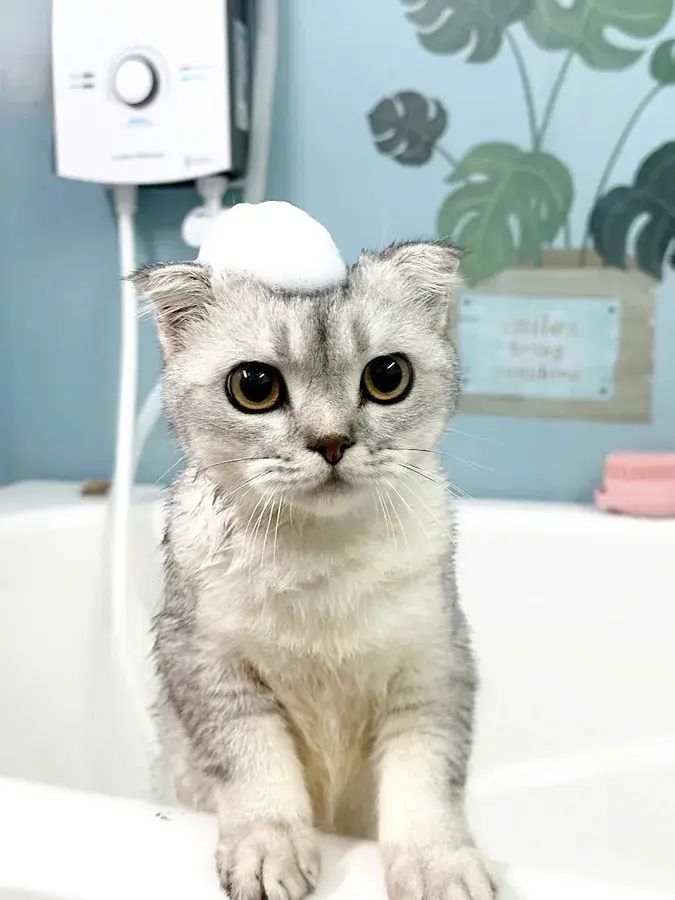 Hình ảnh PETVC - Spa & Tiêm Phòng Thú Cưng Quận 8