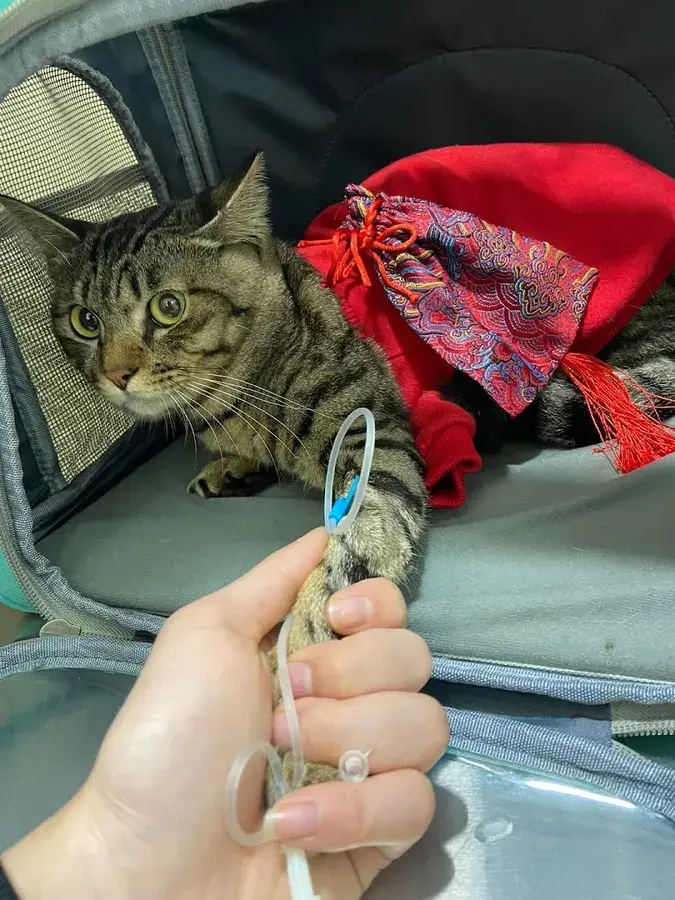 Hình ảnh Phòng khám thú y Animal Care Nguyễn Khoái