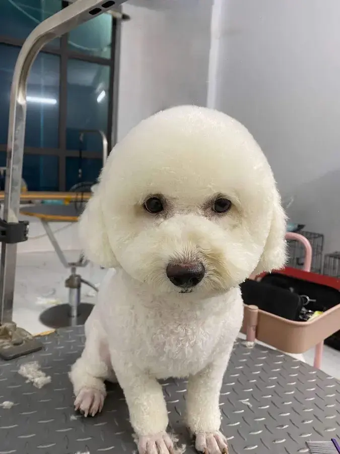 Hình ảnh Phòng khám thú y AT PET