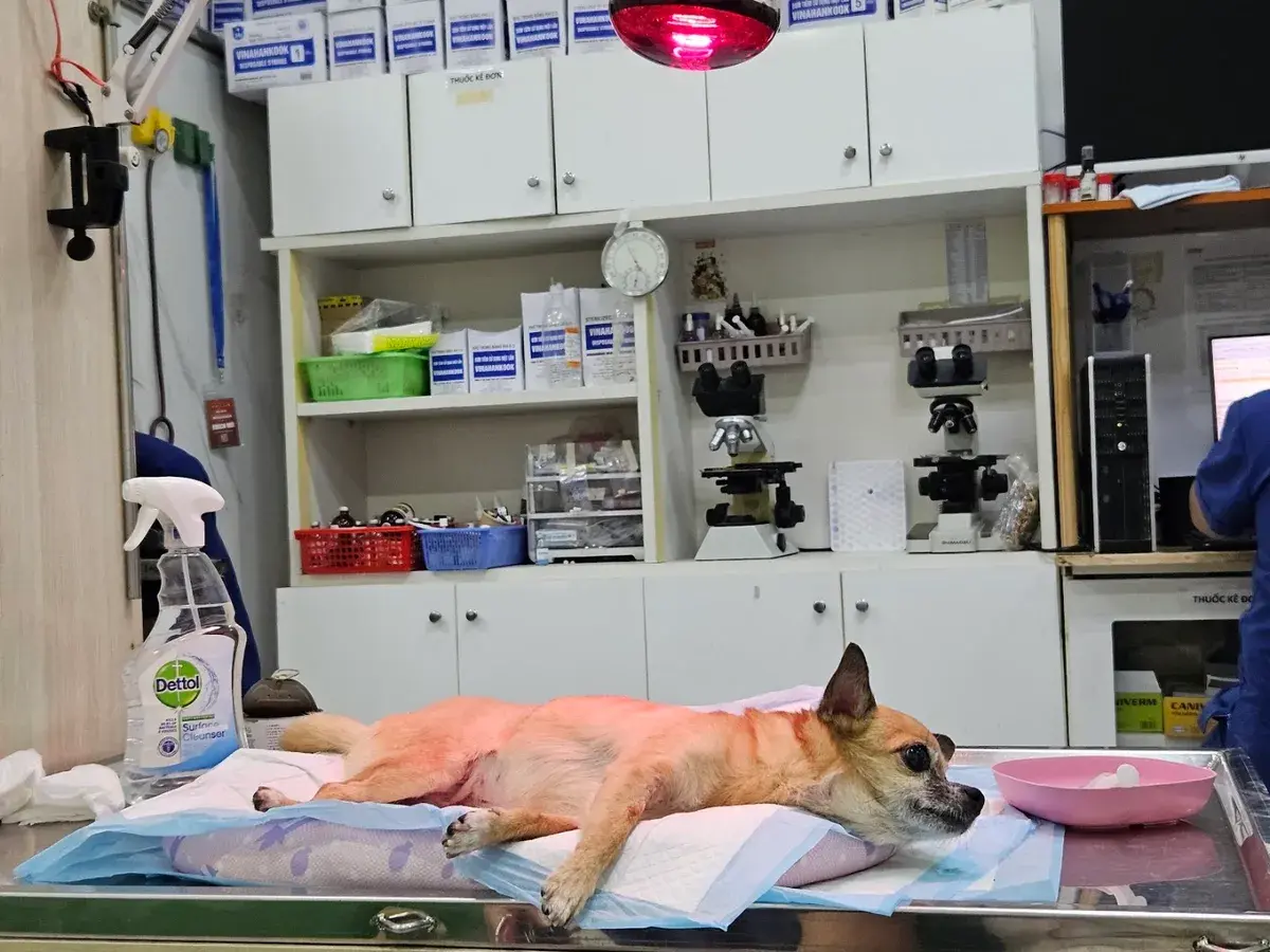 Hình ảnh Phòng khám Thú Y First Pet