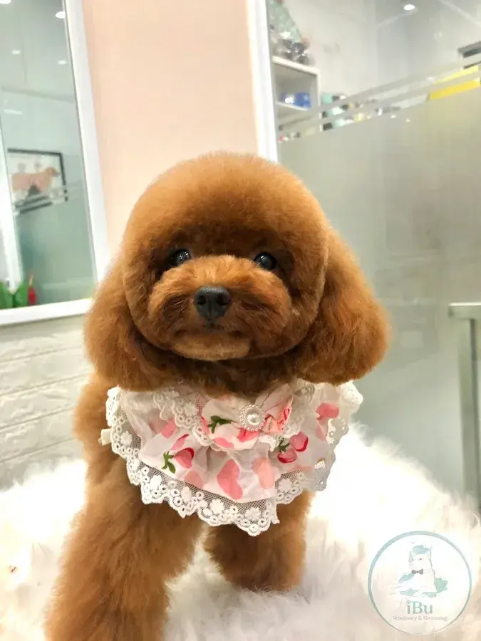 Hình ảnh Phòng Khám Thú Y iBu cơ sở 2