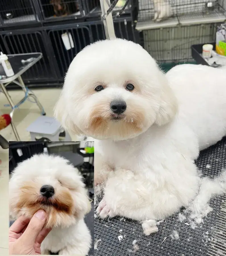 Hình ảnh Phòng Khám Thú Y KANG VET