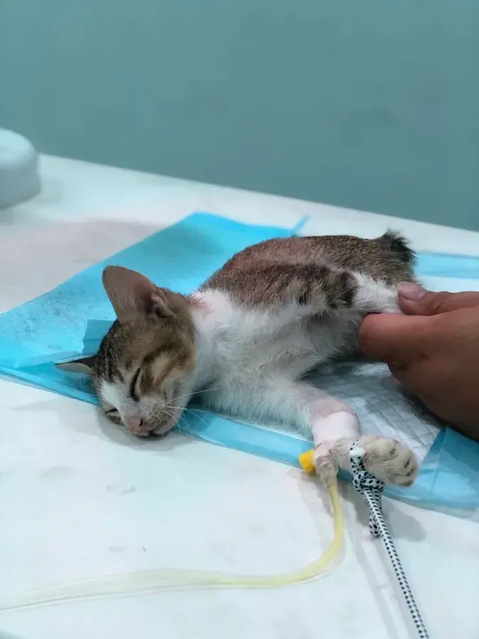 Hình ảnh Phòng khám thú y KIRA