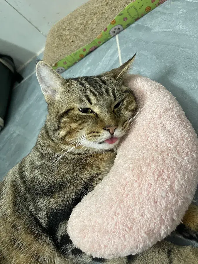 Hình ảnh Phòng khám thú y Lucky Pet