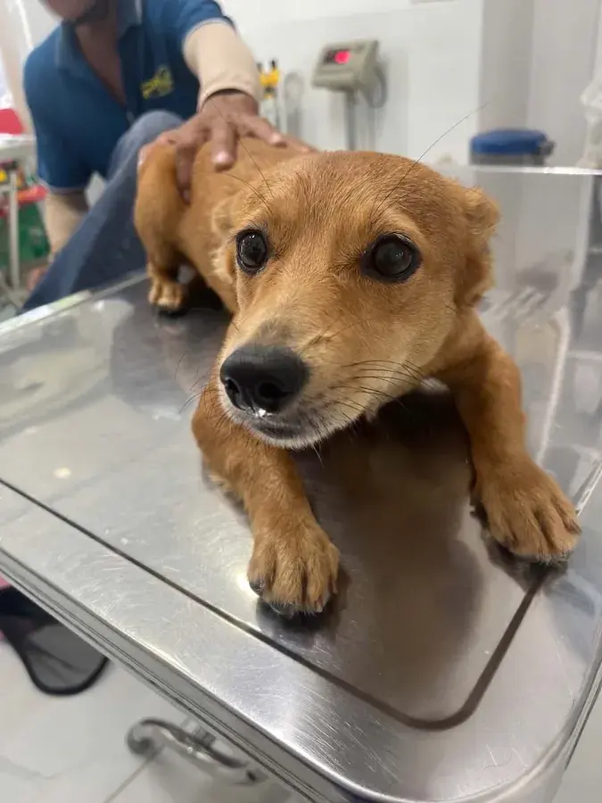 Hình ảnh Phòng khám thú y Misa Dog