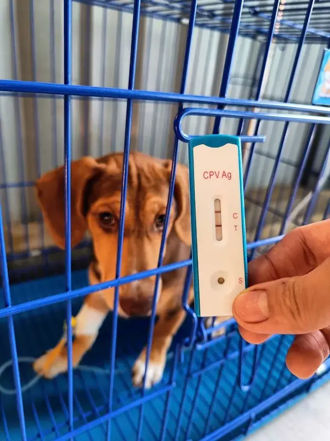 Hình ảnh Phòng khám thú y MY THO PET
