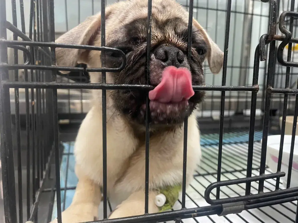 Hình ảnh Phòng Khám Thú y NH - PET